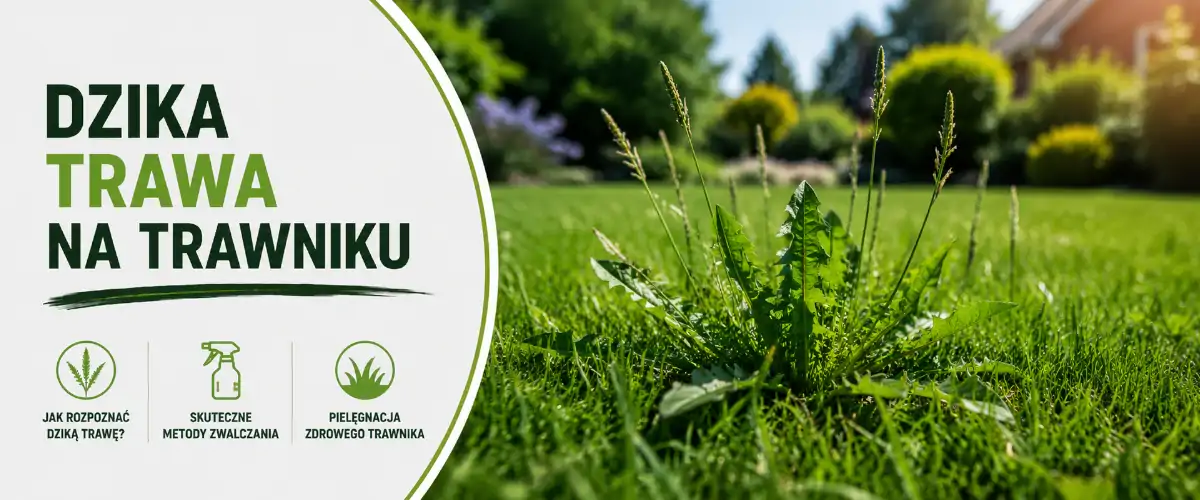 Dzika trawa na trawniku – jak się jej pozbyć?