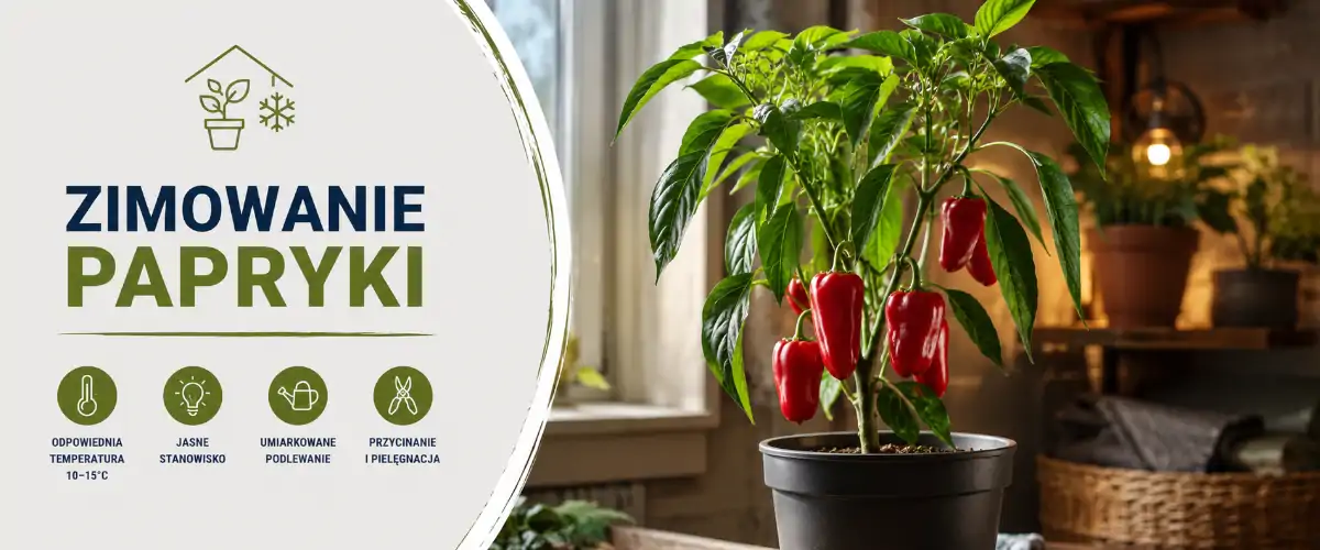 Zimowanie papryki krok po kroku: jak przechować krzak?