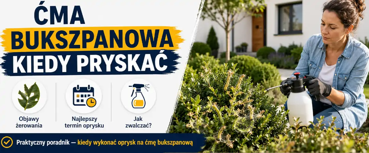 Ćma bukszpanowa kiedy pryskać - termin, który ratuje krzewy