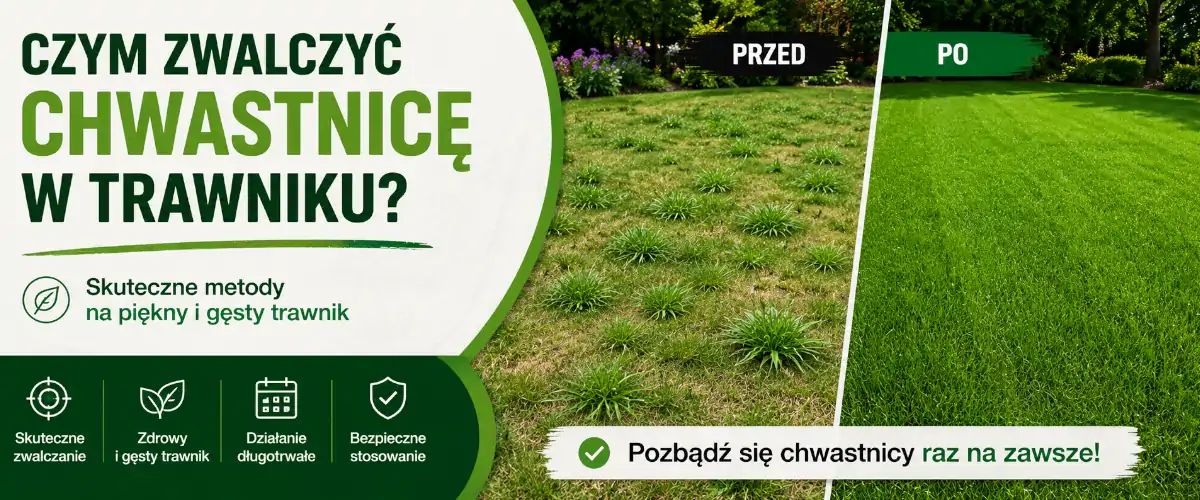 Czym zwalczyć chwastnicę w trawniku - metody