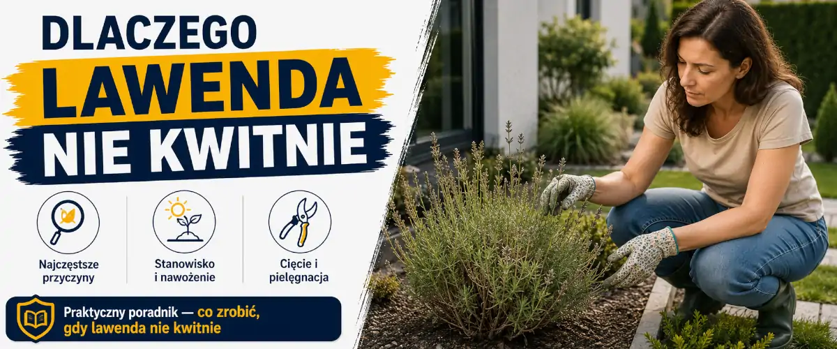 Dlaczego lawenda nie kwitnie - przyczyny i ratunek