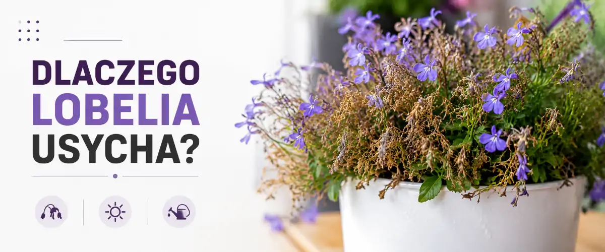Dlaczego lobelia usycha? 8 najczęstszych przyczyn i rozwiązań