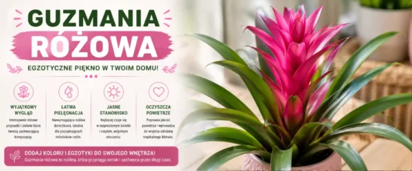 Guzmania różowa – pielęgnacja, podlewanie i kwitnienie