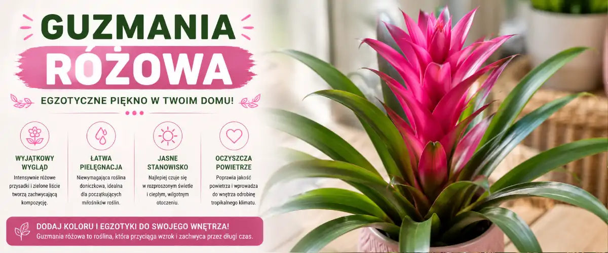 Guzmania różowa – pielęgnacja, podlewanie i kwitnienie