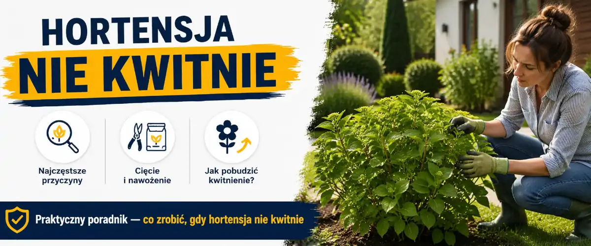 Hortensja nie kwitnie? Przyczyny i rozwiązania
