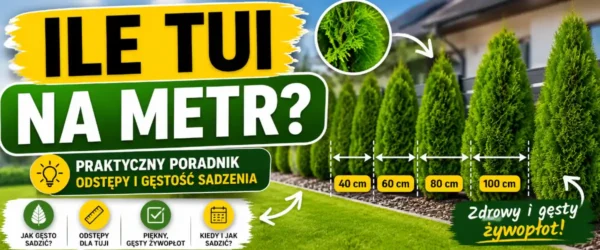 Ile tui na metr - rozstaw, który nie zniszczy żywopłotu