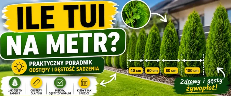 Ile tui na metr – rozstaw, który nie zniszczy żywopłotu