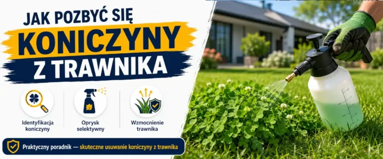 Jak pozbyć się koniczyny z trawnika krok po kroku