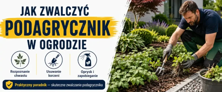Jak zwalczyć podagrycznik w ogrodzie skutecznie