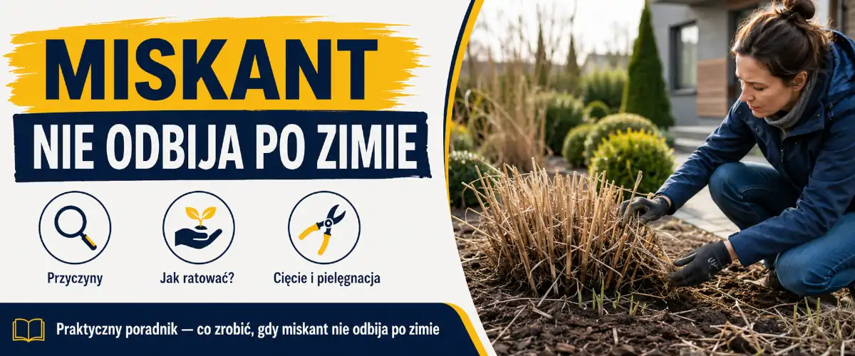 Miskant nie odbija po zimie - co robić krok po kroku