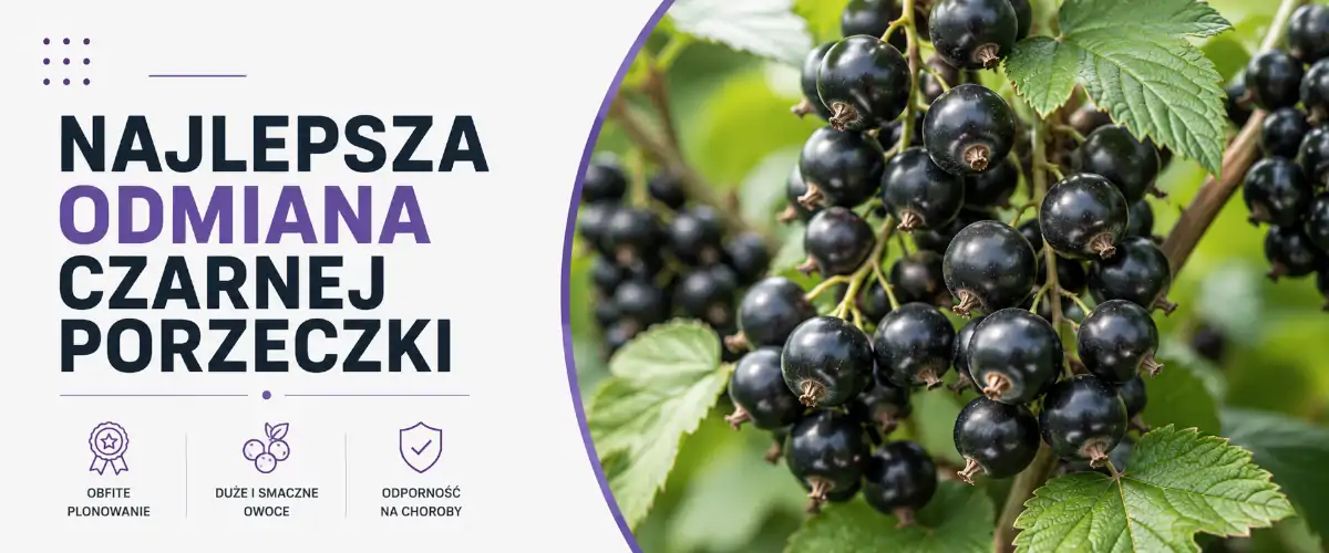 Najlepsza odmiana czarnej porzeczki – ranking i wybór
