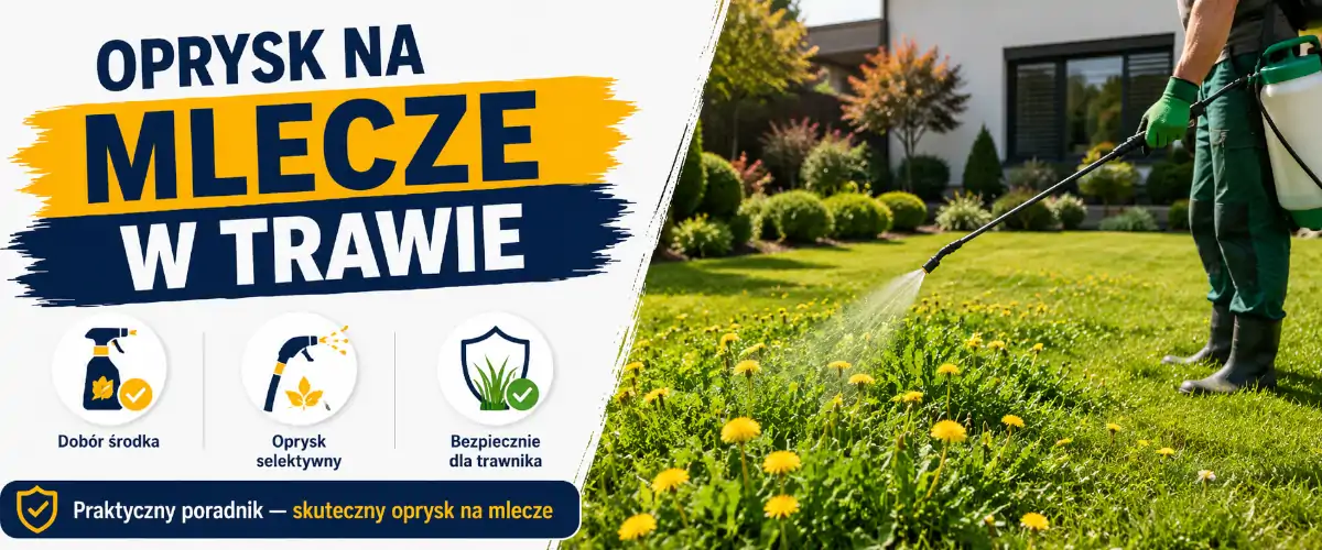 Oprysk na mlecze w trawie: kiedy i czym pryskać