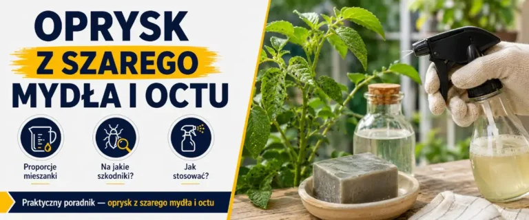 Oprysk z szarego mydła i octu – kiedy pali liście