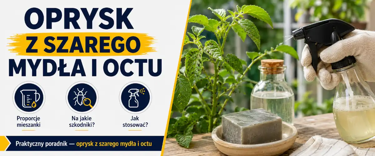 Oprysk z szarego mydła i octu - kiedy pali liście