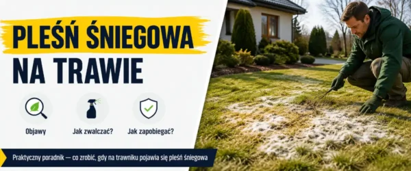 Pleśń śniegowa na trawie - objawy i zwalczanie