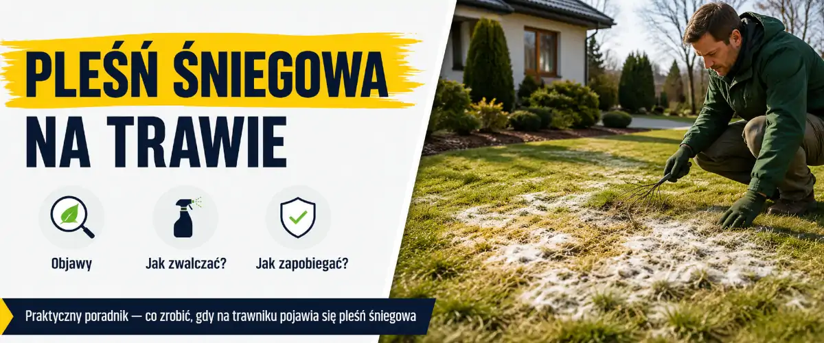 Pleśń śniegowa na trawie - objawy i zwalczanie
