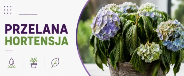 Przelana hortensja – objawy, ratunek i skuteczne rozwiązania