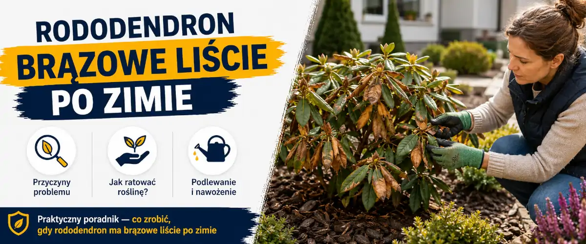 Rododendron brązowe liście po zimie - kiedy ciąć, a kiedy czekać