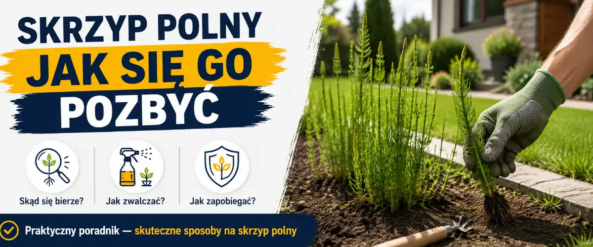 Skrzyp polny jak się go pozbyć - skuteczne metody
