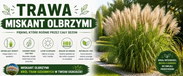 Trawa miskant olbrzymi – uprawa, sadzenie i pielęgnacja