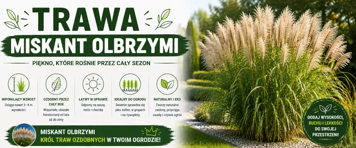 Trawa miskant olbrzymi – uprawa, sadzenie i pielęgnacja