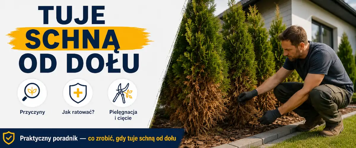 Tuje schną od dołu - przyczyny i ratowanie